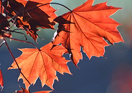 2019-01-12/14d8645b034b43d24544d837e04730e2_56fd193b625206070d752fb0caa6bc2e