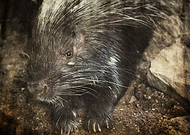 2019-01-14/ab431a52046585a2c285c7bea32a7de4_7d7d5774bcc361122fca5432ad9c6e05