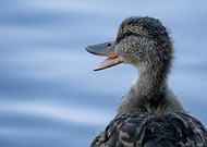 2019-01-30/103d0a01c05d4ab9a72dd99753fa9008_548c00bf789526e9254f603e5ffd713e