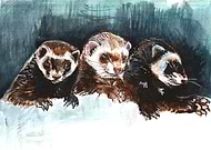 2019-02-10/58a29527ed68a7dc3fef9f862bcd06e7_092ab9fb97a2658006cf48e477a39527