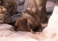 2019-02-12/3f1f13170cb1a35c35309927fc585ab2_20b91fec479fd960a7f2b09fbfa525c4