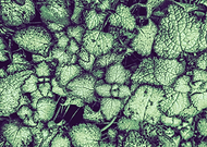 2019-02-12/cdf178dfee60734df049577faf46c4e9_ee3b76d9dc34a2b85be0e08b149c81ec