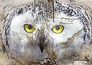 2019-03-01/22b21be917e618b76bdda192151181d0_9cc4bcfe9e574fc42713eeba56c8e6c9