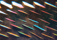 2019-03-02/71cdbb47798818c2c33237038daf5d85_b6618ea562627f85c86f758ee16264fa