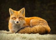 2019-03-04/95070cd2addfe917100bacb04d60adb9_6f8406a9be3091c4ea8d8991193e564b