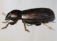 2019-03-04/ee198407fba3c6bffea67463b9bc4f3e_4cf17ad0979fa2370764d9a7bb5debdc