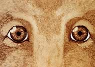 2019-03-08/3b252ec15a97bbde3cb79c2e82c65523_bc7ae659162d3f5f11493ecc0d8821c5