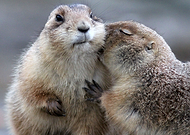 2019-03-09/b6dc8ab7aa754290fa169c43cb84b81b_01cbad948e91379a2727c09e9670841b