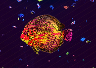 2019-03-20/b26737c4941d22524944ab6f80011759_2c7da3d4705f25dcad8a288da8f98d81