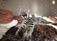 2019-03-25/21f93866374fefdb951ccea543fecbc5_f0c0c9e810a93b72fba219ea83d0608f