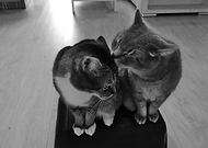 2019-03-26/8dcae748765d56030a57450fa889a4f6_fd691bfdcdcdef92aee0e83fcf6d2767