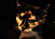 2019-03-26/f40298701c94107a79043fd66a291729_4d983cc8a4a754974307d4488abbdab4