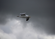 2019-03-27/47f66113768b39f3f189abeae76fb80d_664c3a572e57042b1d3d8e745348356f