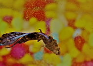 2019-03-30/4a9c1895e518bfaaec8ad6f51b5b053f_bb37a7077c94650d7d48f36cbcab25b0