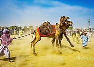 2019-03-31/74fab990b22fda69b5838cc81d78851a_a4c85fc8c552eb19814eea962bf12bc9