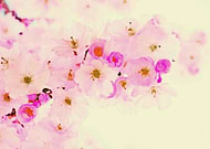 2019-03-31/799cd6690c0f53e14437c0f3d094f112_c81f45732f052ec0126f608d895faf97