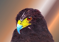 2019-03-31/8c42603e0304c9432fee6043aaa60af4_b76d2bdbbabc278417dc31d1e64e2d7a