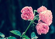 2019-03-31/b1fa4508bfb1374a3faaf4a0098f1bd0_2cf29336fa02af6bdb3361226b9100cc