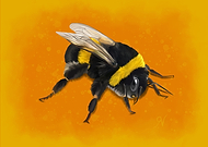 2019-04-05/5fb9af7846c9bdc7ad8d863949a284a9_ec8d60d6c1e8f4e4fd4e244fff5fde4d