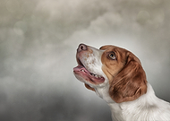 2019-04-09/dc0f07658828ed73d1cda51ab6754b13_cf6376a1588fbd55ae76293368134213