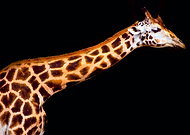 2019-04-29/5536cf5d9ac9f26b1820753d2efc9bef_41d2f53a9e52646ce5d7701fab7f4f8c