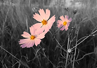 2019-05-06/afa5e781ba915c9c091fd0fe54a4cda7_d98c65938985d33d0326cd811231bd5e