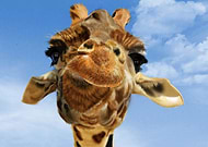 2019-05-10/1616e443f91c87b0269c048024953155_881f8787d0ba594b22dd74db43fd429f