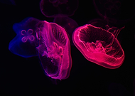 2019-05-14/2915fb66c3de761d6f15c37deeb2405f_8e2add9c739197823ed1d2cc82f83acd