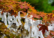 2019-05-21/a12f68c4b9c8524eed41bb006f617a7d_33af797b24ed0fd2e58a12432deed46f