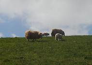 2019-05-26/132f4ae5c5bf120a920180a7ad87da23_08a80734856514e4731d61f6aa1526cd