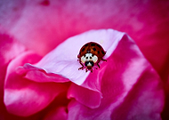 2019-06-13/36478112ce31875b40ed4072017f559e_e2650dc3db4b69648304eff806a811b3