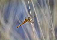 2019-06-13/bf2c5af65273fbe9cd60292670432c38_bb177d6b27628b5e10fc3eac5aab9176