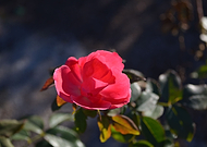 2019-06-18/4379879b158215113f0360abb57970ba_97eb661d3e00a0db0fd1d53e9953b3cd