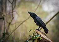 2019-06-24/729e062acf863e1ed0bf96238efe25f5_c2aa6f2204c1bd54cdfd7e6847dfa281