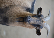 2019-07-08/f7b5d3ac4d688a03bc0c5a152e54c335_3c1daa45d32b06398f7a1429061512c8