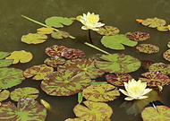 2019-07-10/45d40f82d46bee532f90db4fcb8eea44_a0cc0a7d0fc7d6485740a8f25ebe0b08