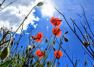 2019-07-14/e57196a2319338089b7d6d3c40bc21ca_5721061a545e13e0d93afd9483709a2c