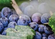 2019-07-15/ada908e1a3abf6fb07fd9c5939b39414_08c4d555a2a645d40741aad47d577685