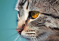 2019-07-20/bb2f618602f0766442b3c516f080fc13_b2194ee23d0c42ca93e22cf4e97bda63