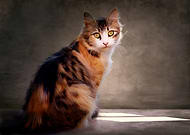 2019-07-23/3ede22abef4fac2b800c928000b555da_b3d18f0f7a607cdcb84604867d5bc3b4