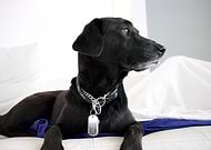 2019-07-27/c99582fcb9220bbfb73fef17ae2027d9_1102cb197abdc0a72781243ce1b99eb1