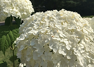 2019-07-31/b03e6a783ced1bc129a72a103b6157d0_78ceb3fb1bbe8206b1ae559c4f290845