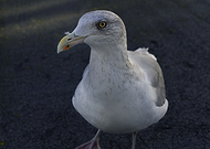 2019-07-31/e310576fdc74cb59de6643dc2da13224_426b492d4aca717f5805e665cb06dcae