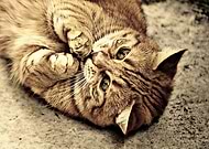 2019-08-13/663b86b5d6d2bc52b85b04fd033a98a6_74a7d9a2abba0acc307561dcfa5d4675