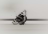 2019-08-29/9aefae1799c4d49599eb03b4a6a22ee8_3a95a1fd063c8352a35795075e463825