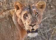 2019-09-18/7beb0643fb32da27974af31458e815b0_56ae9893f37ba83dcafc2616ad6eafbf