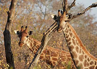 2019-09-18/be61ee37af2cc0b407e876e83f5fcc34_13cf411b7f3c6480661afcbca8931761