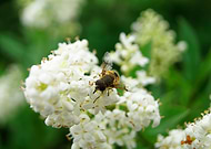 2019-10-08/609cc0466c08a4a31d5423e47dec3be9_2397ffe624368e5140e5b0aba4056782