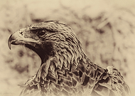 2019-11-16/a8b5f7b10e7aae47b42e92c61e0034b9_3ba813e5803f227225c348c0e32023c5