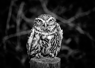 2019-12-10/00e09250904b88247b6d908da15a606e_b7f5016a0b112b048d95cc6956744c0d